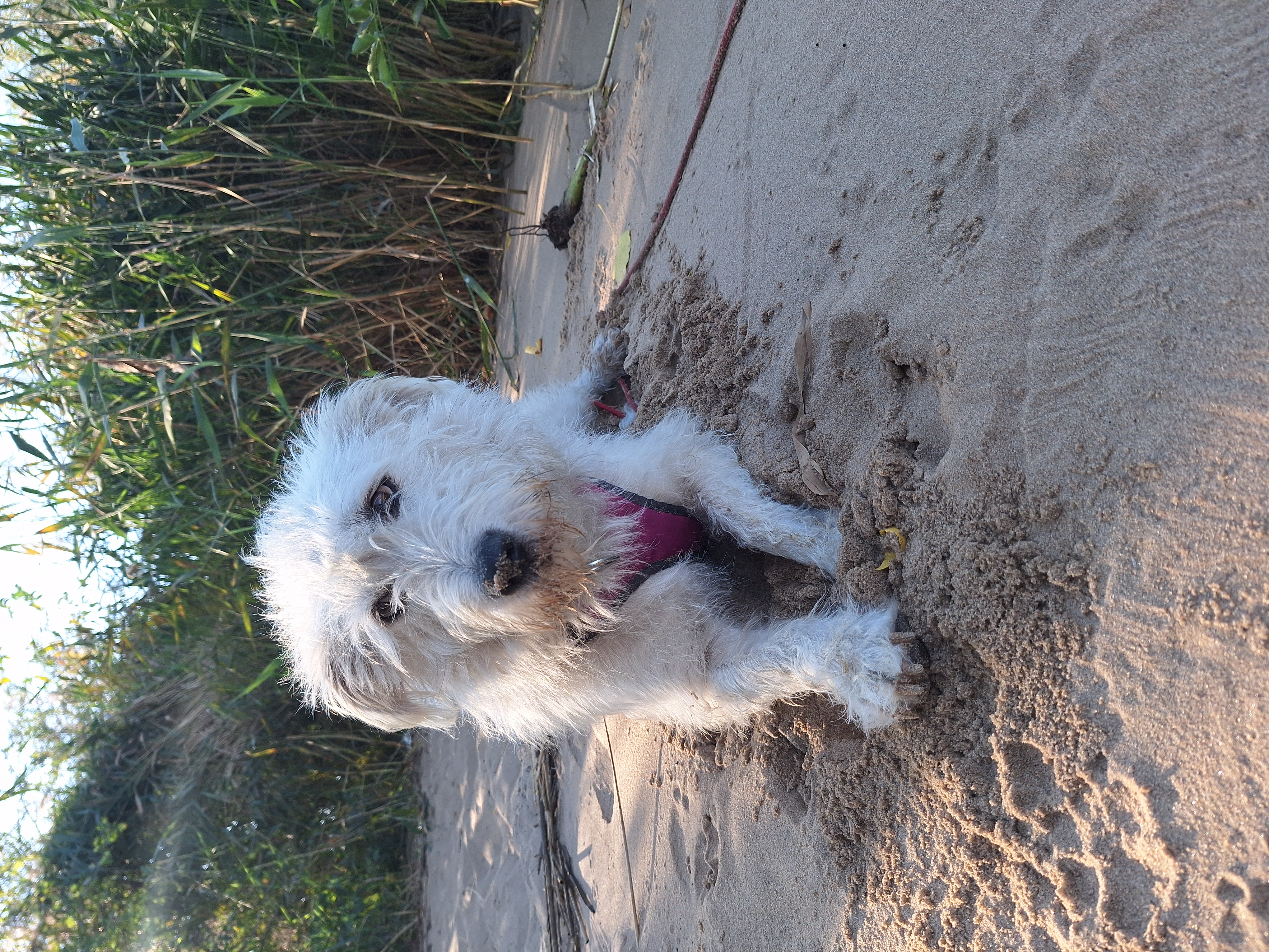 Hund nach dem Grooming mit Schleife