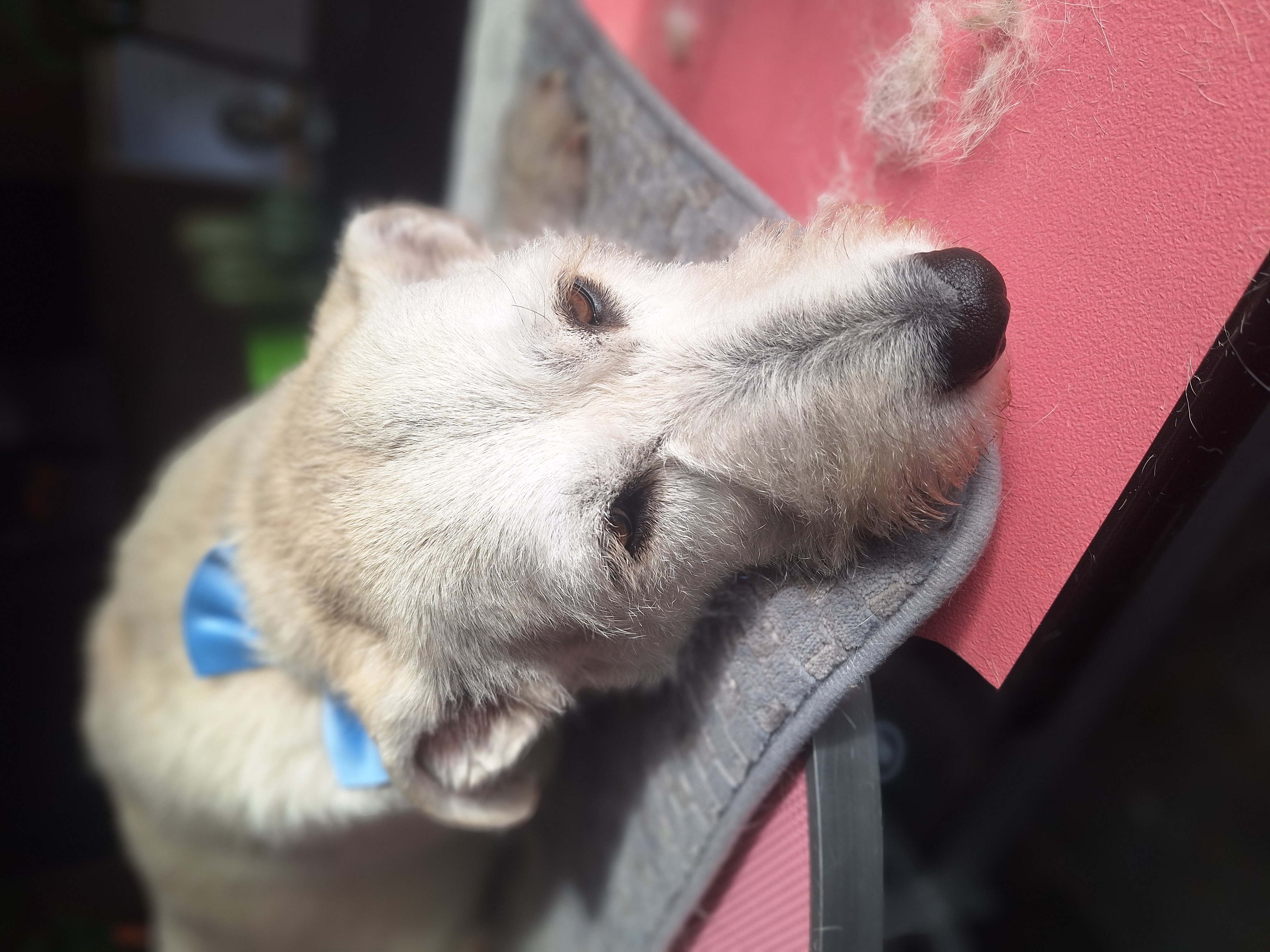 Kleiner Hund mit frischer Frisur