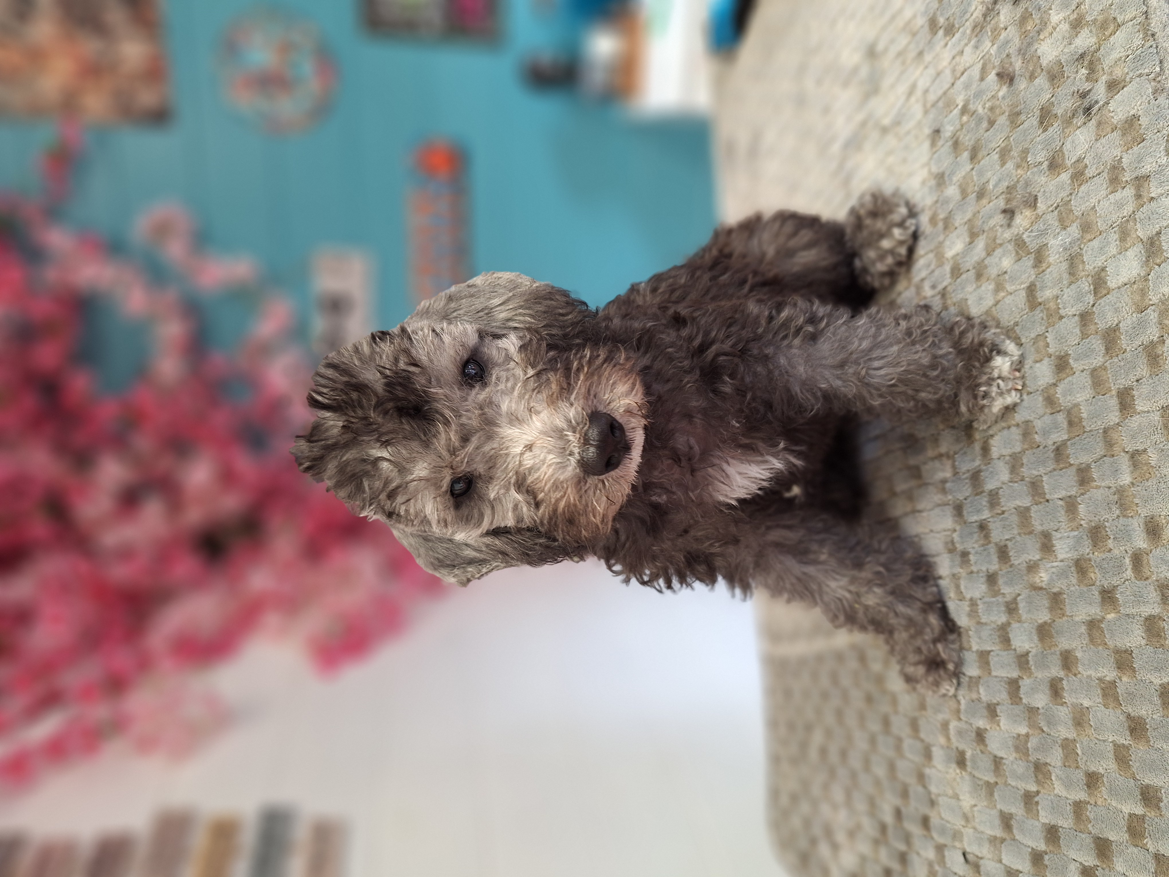 Entspannter Hund im Salon