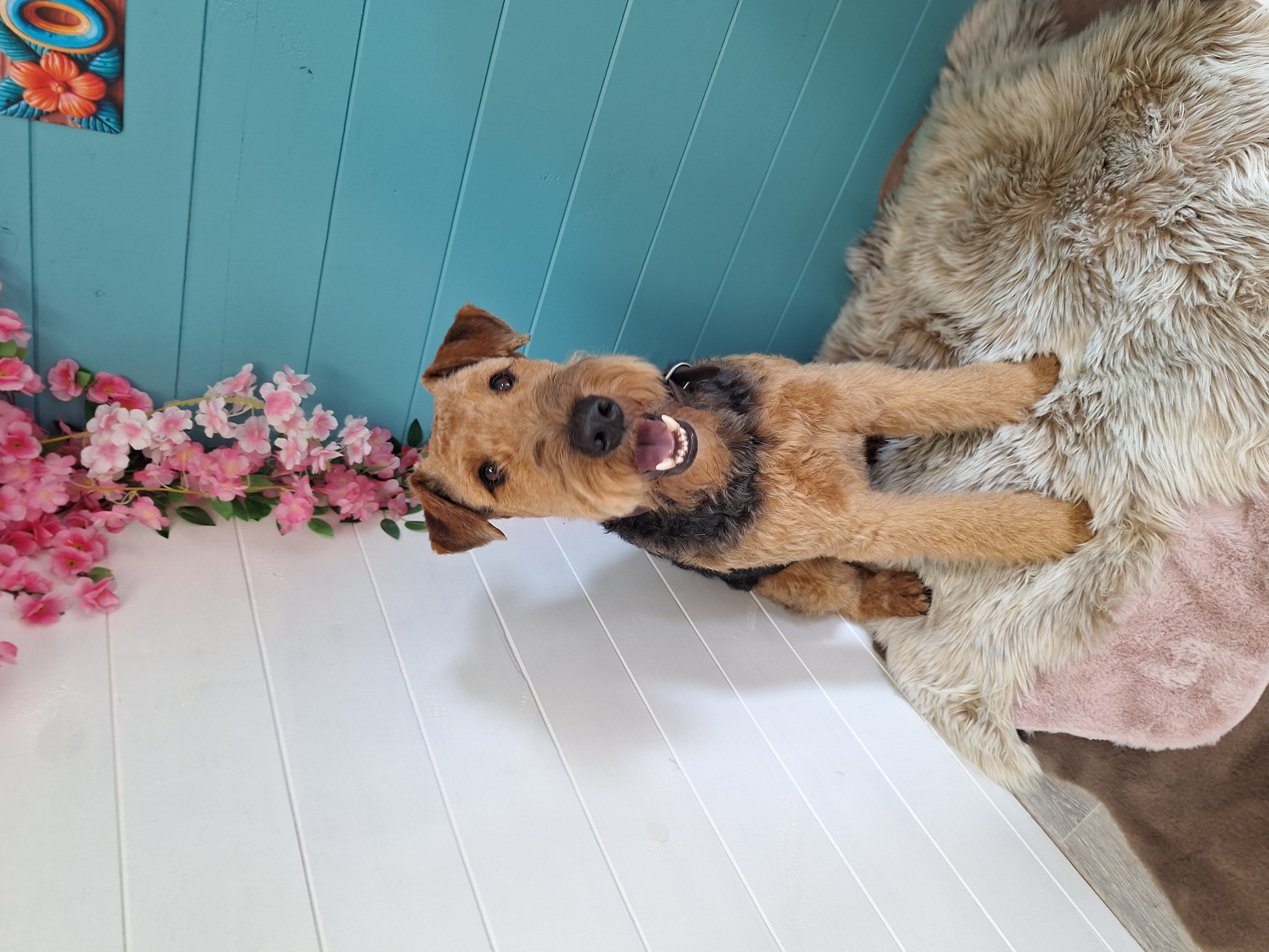 Gepflegter Hund mit Schleife