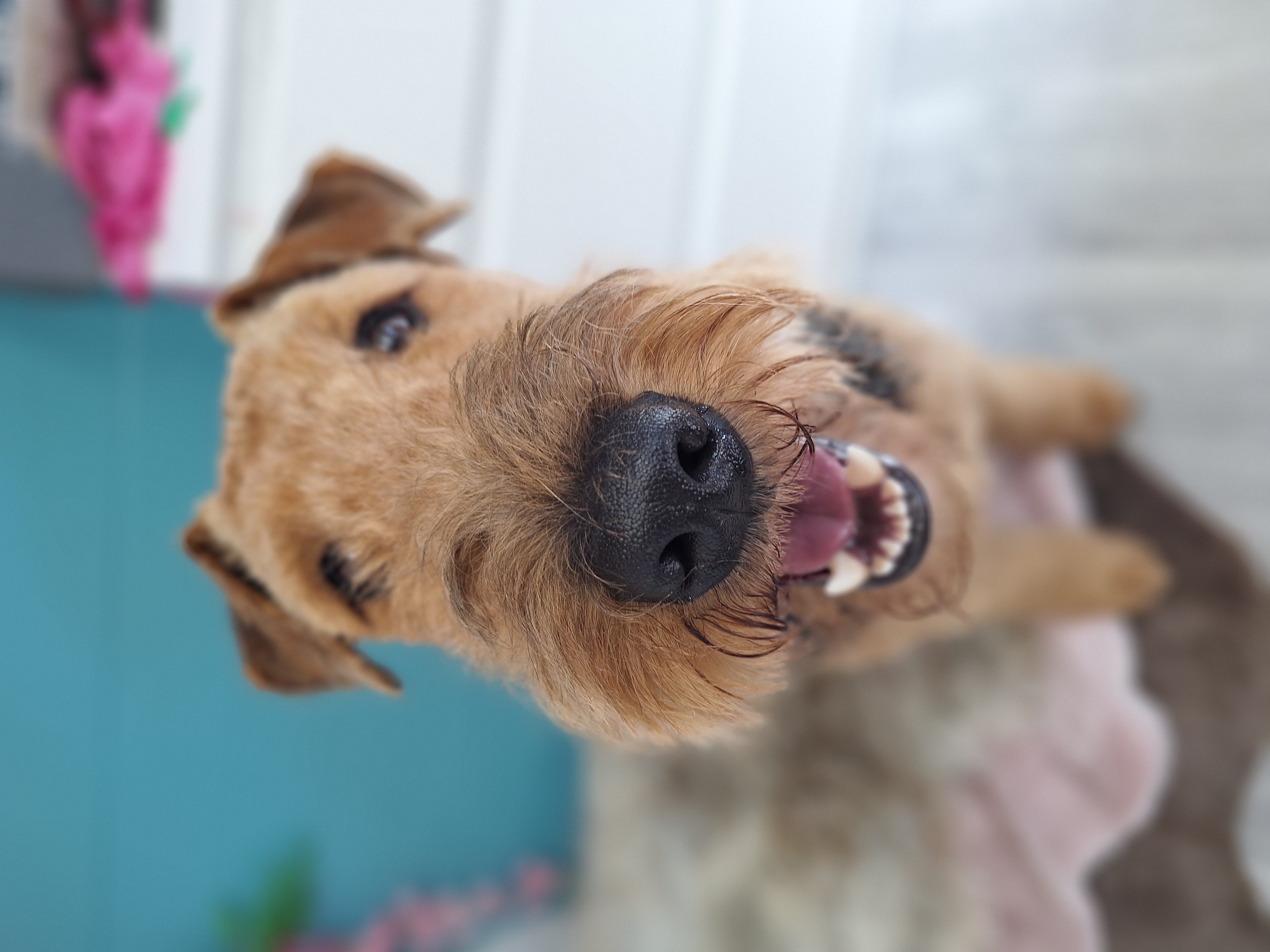 Hund mit sommerlichem Schnitt