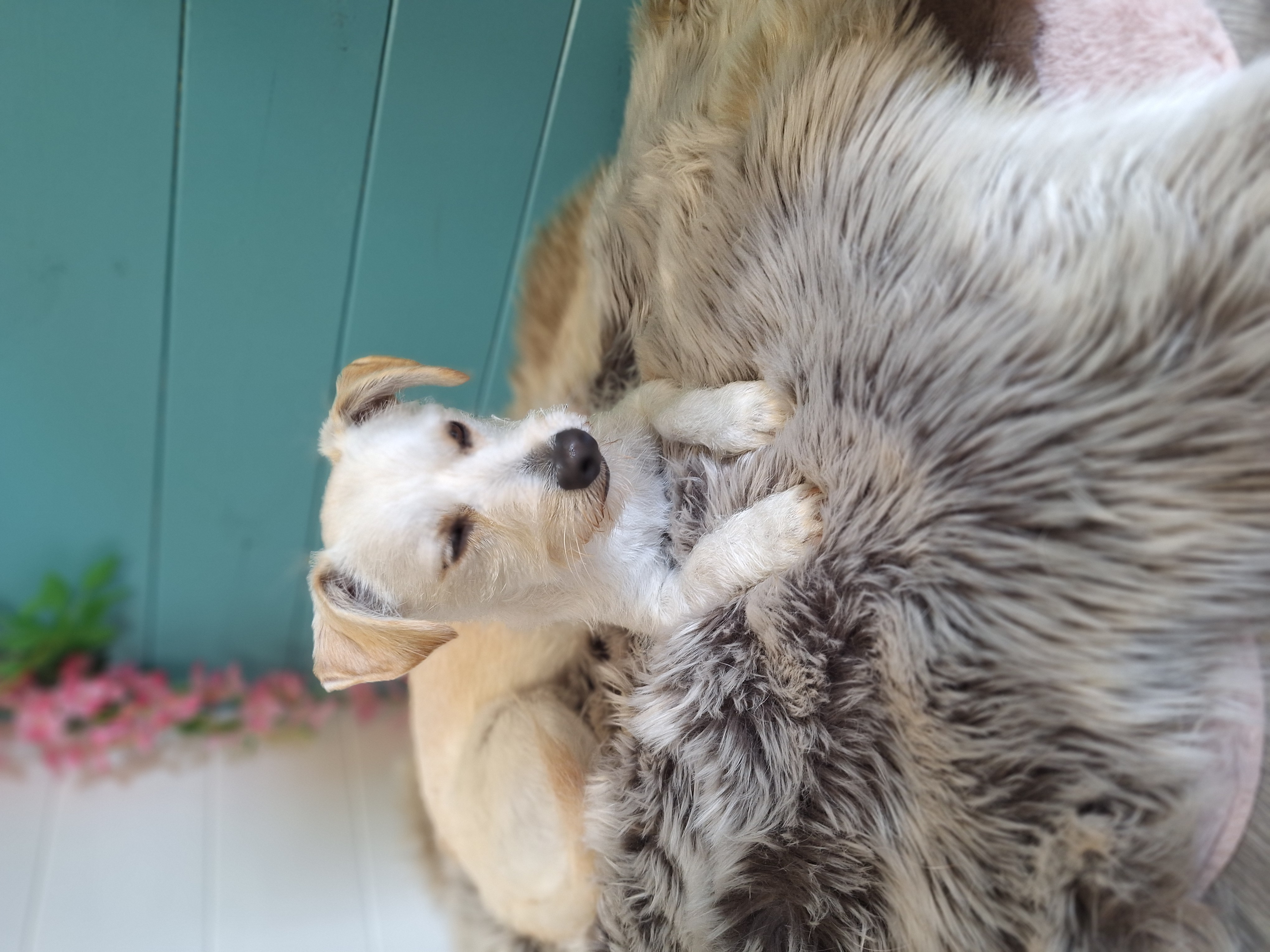 Hund mit glänzendem Fell