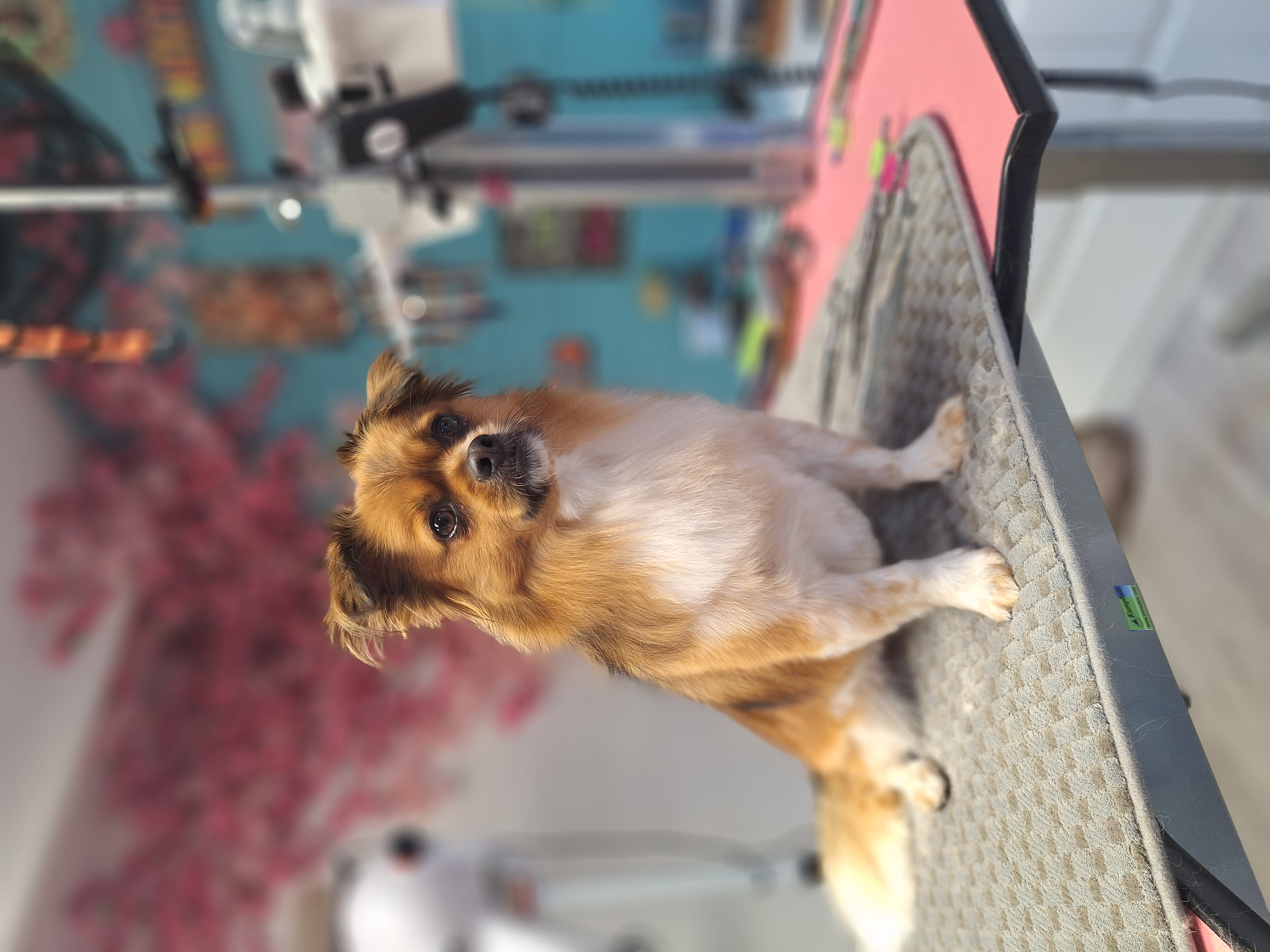 Glückliche Fellnase nach dem Styling