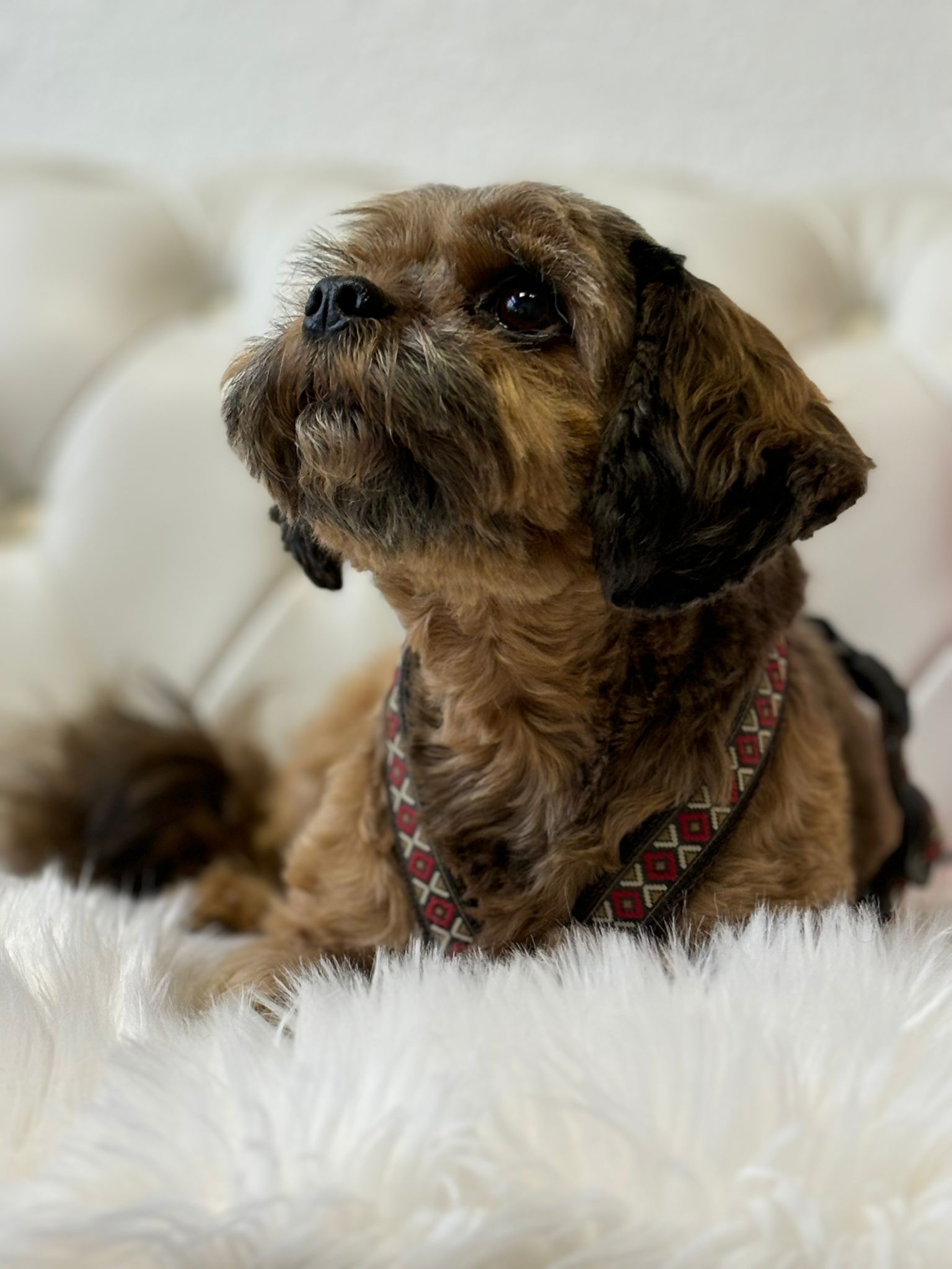 Hund mit Schleifen-Accessoire