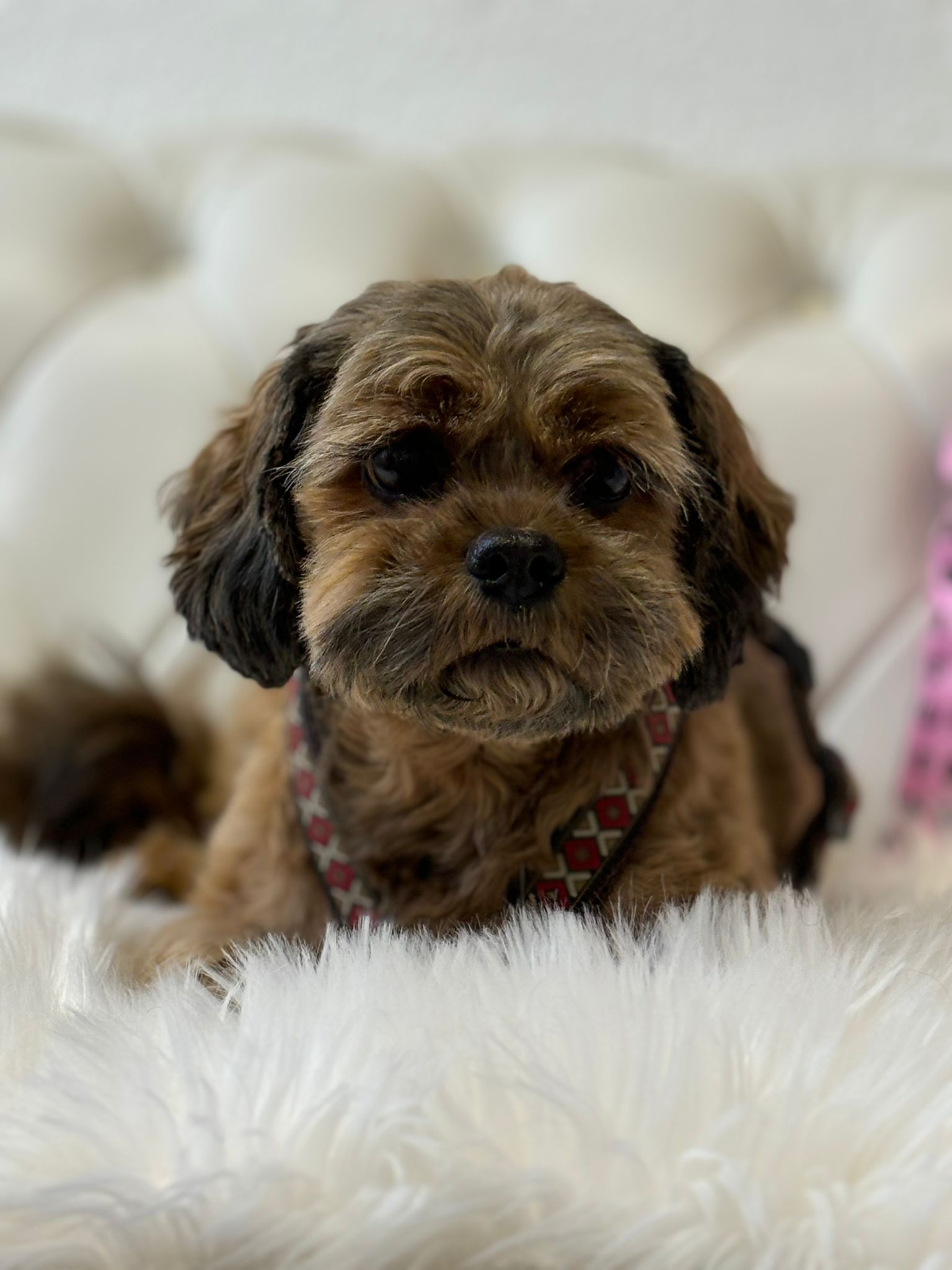 Frisch gepflegter Hund im Salon