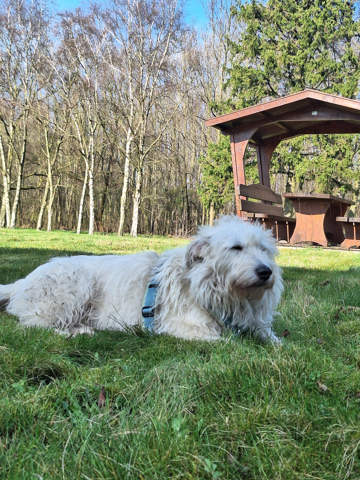 Hund mit kürzerem Schnitt