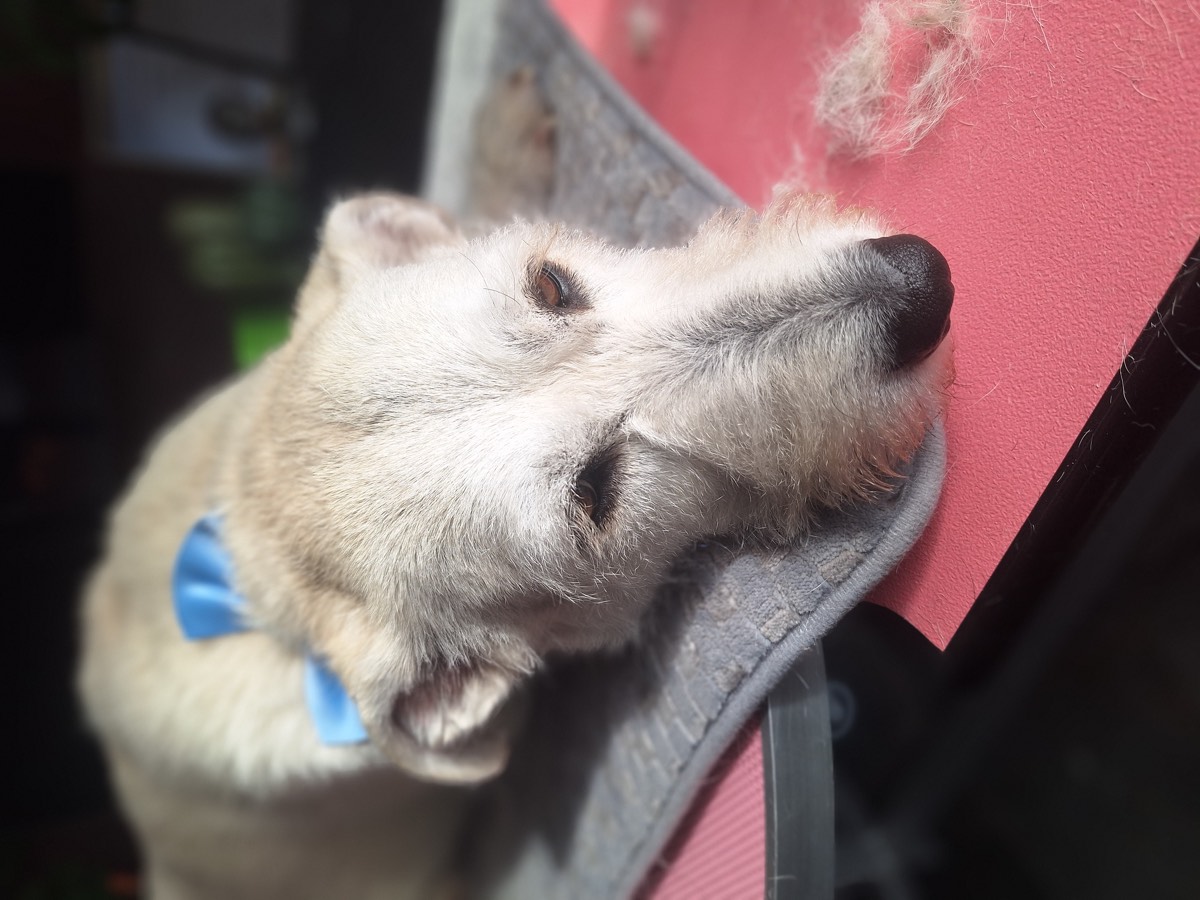 Kleiner Hund frisch frisiert