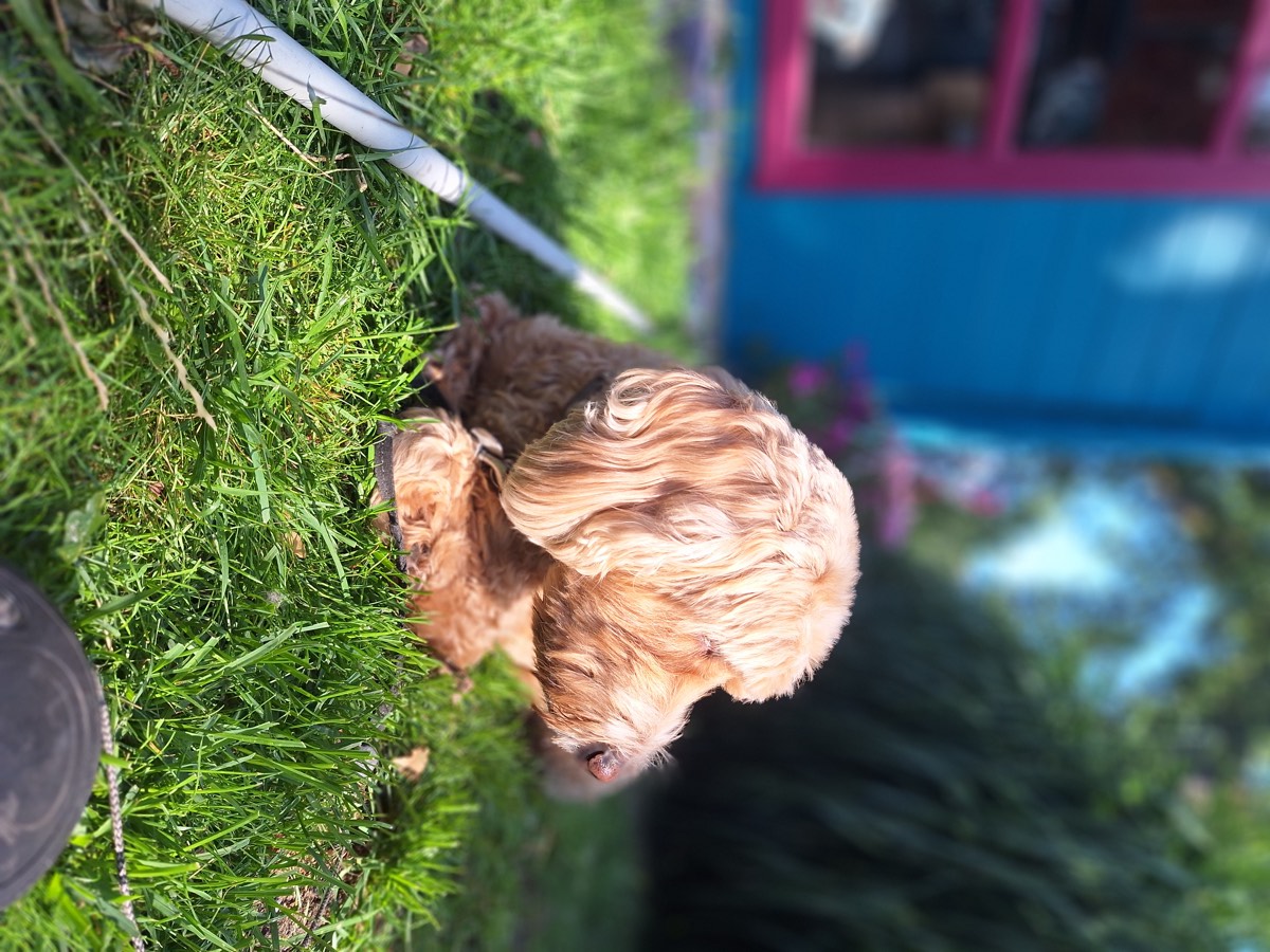 Hund mit modernem Schnitt