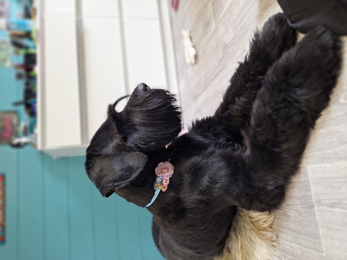 Hund mit konturiertem Schnitt